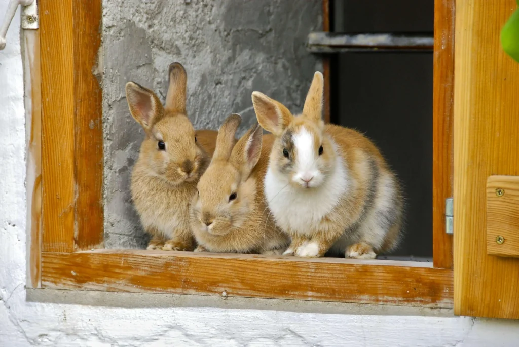 Best Pet Insurance in Texas (Bunnies)