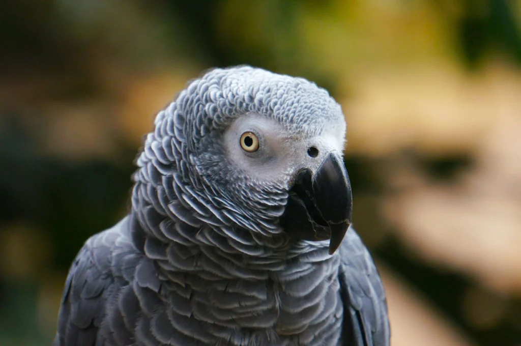 Best Pet insurance in California (Grey Macaw)