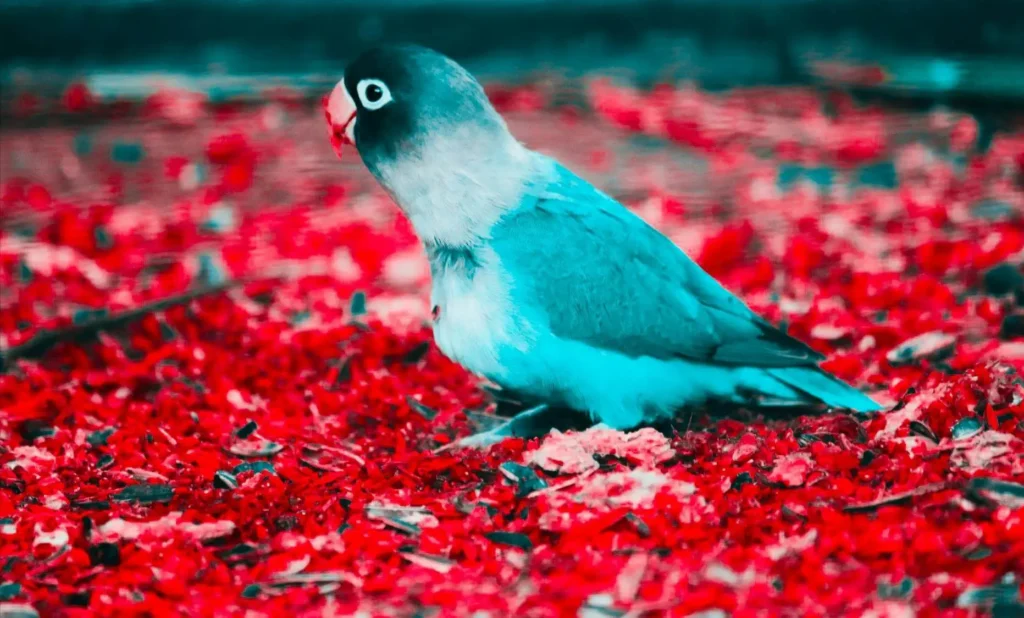 Best Pet Insurance in texas (Black head Love Bird)